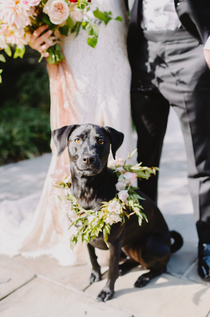 The bride and groom's dog, adorned with a necklace made of real flowers, adds a touch of charm to the wedding ceremony. L Hewitt Photography

